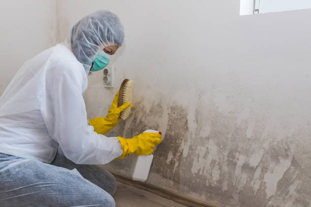 Best Affordable Mold Removal  in Halifax, VA