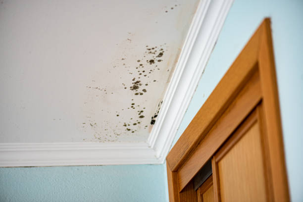 Best Attic Mold Removal  in Halifax, VA
