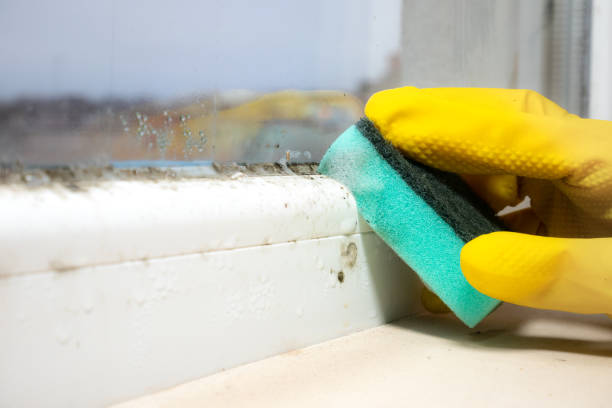 Best Mold Removal Process  in Halifax, VA