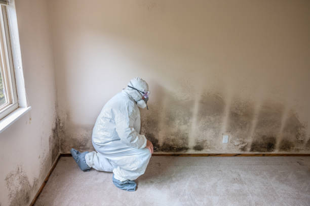 Home Mold Removal in Halifax, VA
