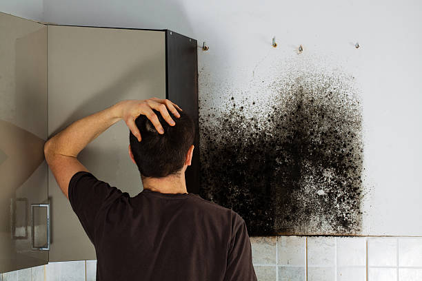Mold Removal Process in Halifax, VA