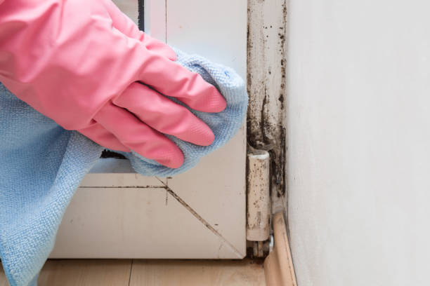 Best Same-Day Mold Removal  in Halifax, VA