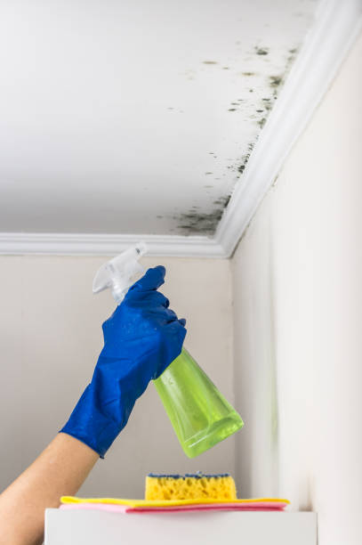 Reliable Halifax, VA Mold Removal Solutions