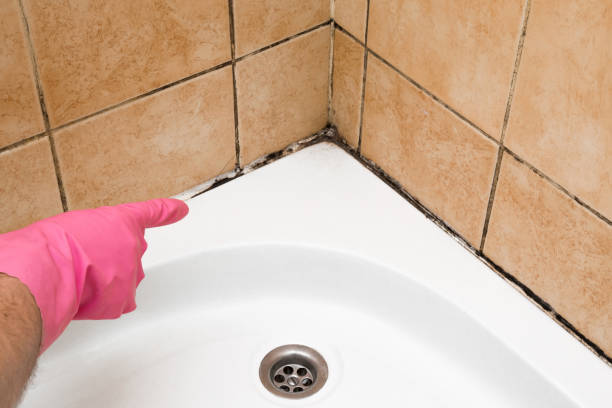 Office Mold Removal Services in Halifax, VA